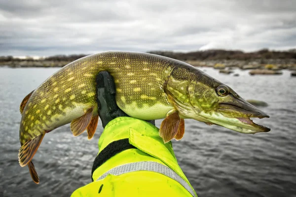 Pike Mare Iarnă Mâna Pescarilor — Fotografie, imagine de stoc