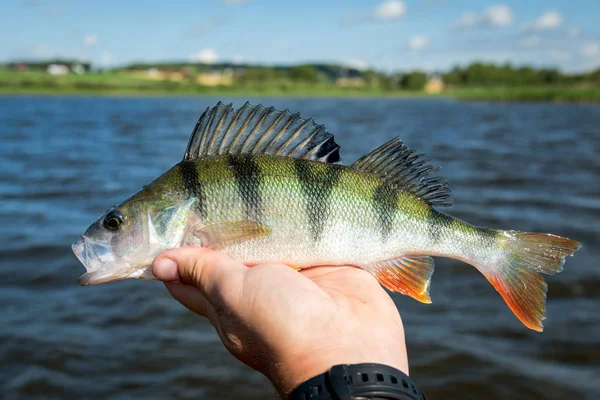 Närbild Sommaren Abborre Fiske Trophy — Stockfoto