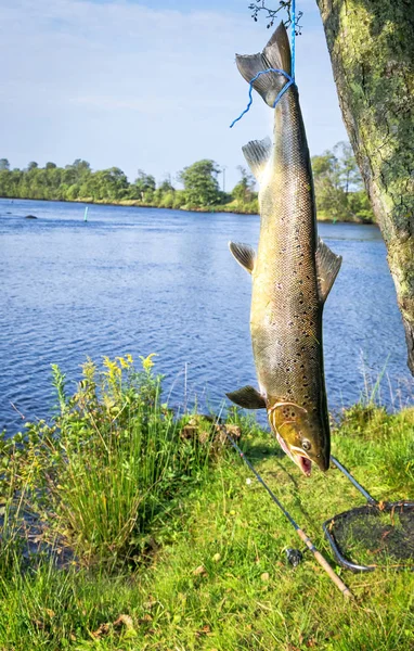 Salmon Fishing Trophy Hanging Tree — Stock Photo, Image