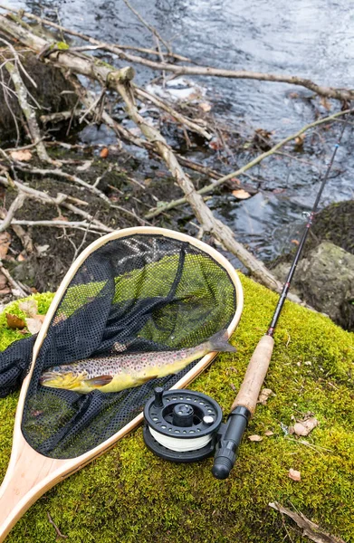 Bachforellenfischen Kleinen Schwedischen Fluss — Stockfoto