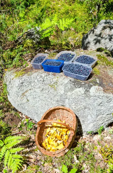 Erdei Bogyós Gyümölcsök Gombák Betakarítási Idő — Stock Fotó