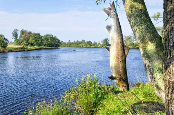 Escenario Pesca Salmón Río Sueco —  Fotos de Stock