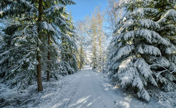 Bos Landweg Zweedse Winterseizoen — Stockfoto