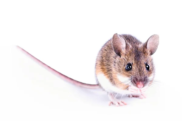 Миша Ізольована Білому Тлі — стокове фото