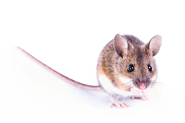 Rato Isolado Sobre Fundo Branco — Fotografia de Stock