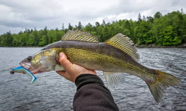 Walleye Softbait Fishing Lake — Stock Photo, Image