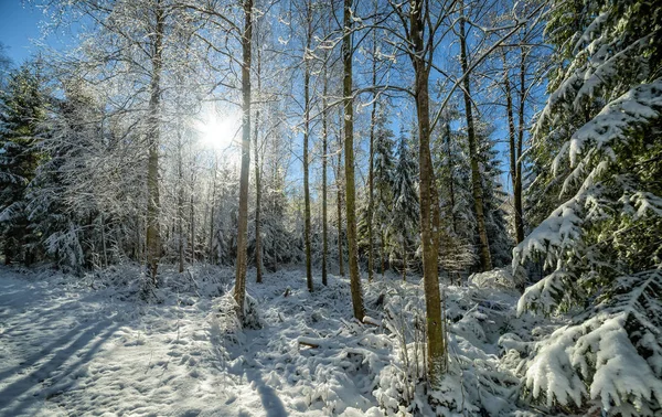 Sielankowy Widok Dla Szwedzkiego Lasu Zimowej Scenerii — Zdjęcie stockowe