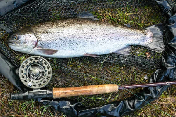 Trucha Arco Iris Significa Pesca Con Mosca —  Fotos de Stock