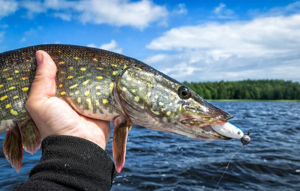 Hecht Porträt Der Hand Des Anglers — Stockfoto