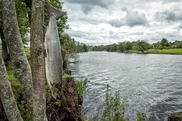 Paisagem Pesca Rio Salmão — Fotografia de Stock