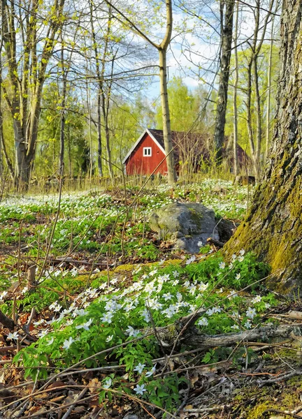 Fleurs Anémone Printemps Dans Forêt Suédoise — Photo
