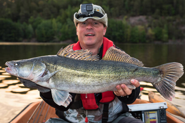 walleye fish in anglers hands 