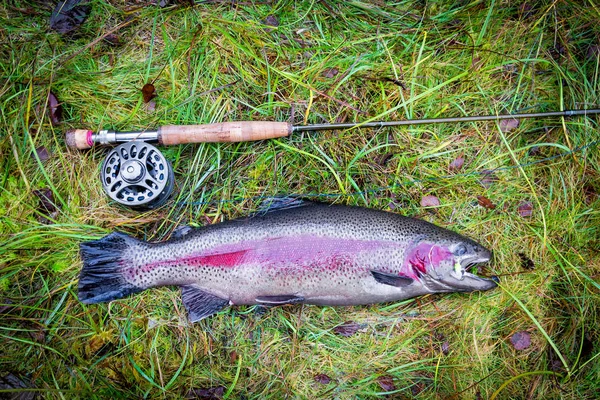 Truite Arc Ciel Poisson Canne Pêche Sur Herbe Verte — Photo