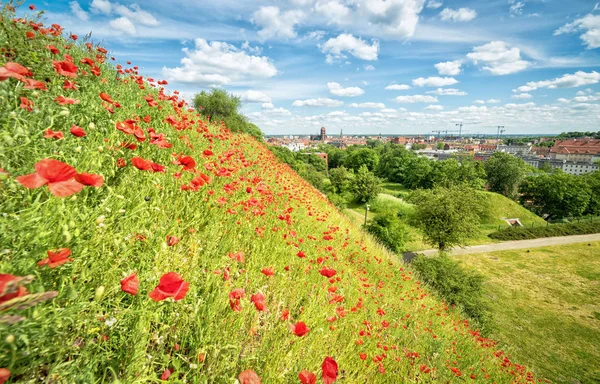 Vista Verano Flores Amapola Césped Ciudad Gdansk — Foto de Stock