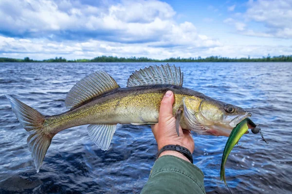Beskuren Bild Fiskare Som Håller Fisk Med Wobbler Bete Sjön — Stockfoto