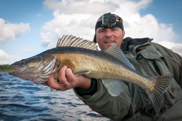 Walleye Pesce Nelle Mani Dei Pescatori — Foto Stock