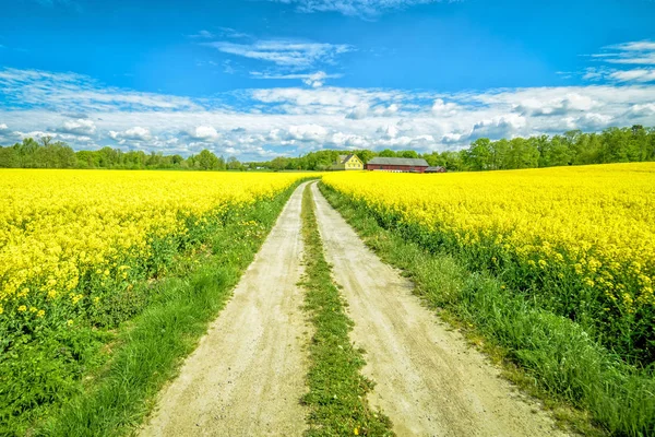 Blick Auf Schwedische Rapsfarm Auf Blauem Himmel Hintergrund — Stockfoto