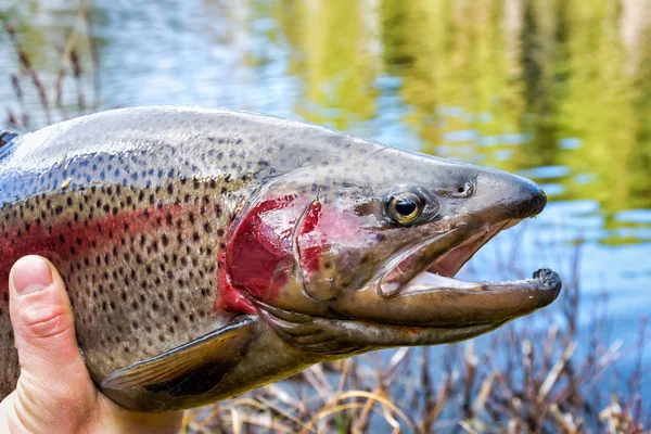 Pescador com truta arco-íris — Fotografia de Stock