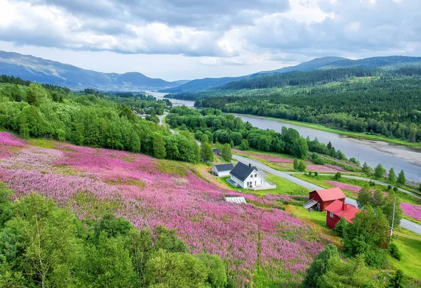 Beautiful Fireweed Flowers Meadow Swedish Mountains — Stock Photo, Image