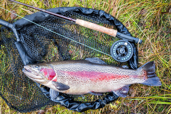 Rainbow trout fish and fishing rod on net on green grass 