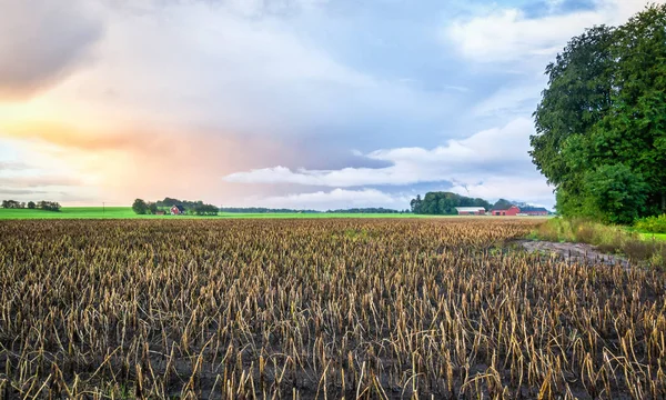 Swedish Destroyed Harvest Morning Landscape — Stock Photo, Image