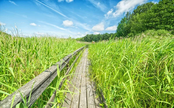 Holzplattform Zwischen Den Schilfpflanzen — Stockfoto