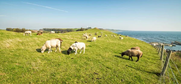 Sheep Herd Swedish Sea Coast — Stock Photo, Image