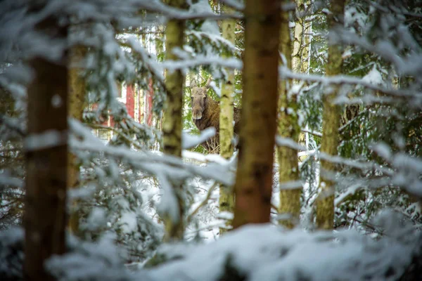 Kış Ormandaki Geyik Erkek — Stok fotoğraf