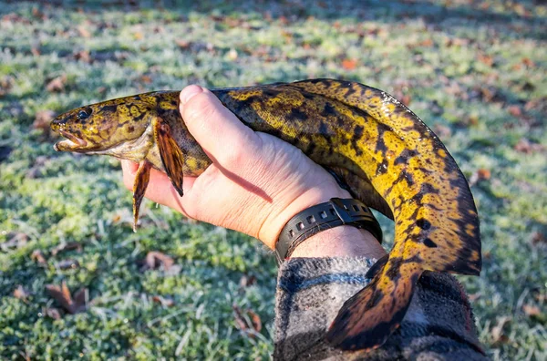 Fresh Caught Burbot Fish — Stock Photo, Image