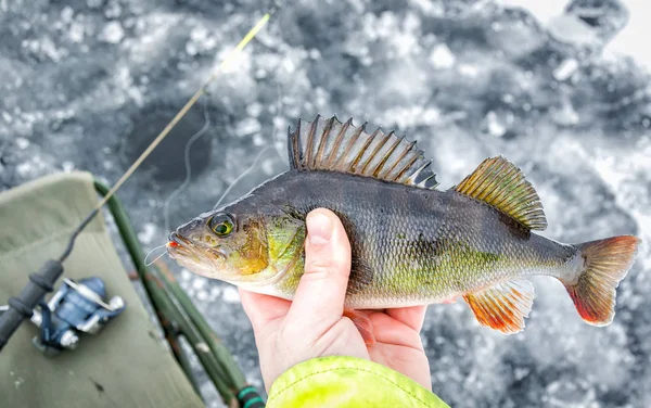 Téli Sügér Halászat Trófea — Stock Fotó