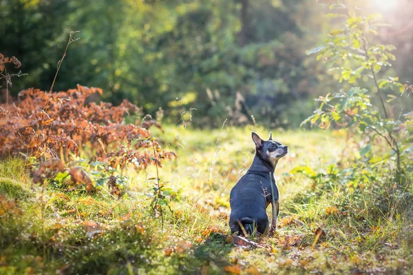 Pincher Chien Dans Forêt Ensoleillée Automne — Photo