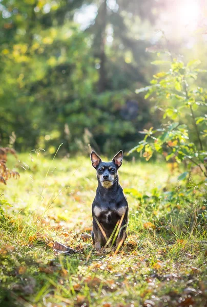 Pincher Dog Waiting Owner — Stock Photo, Image