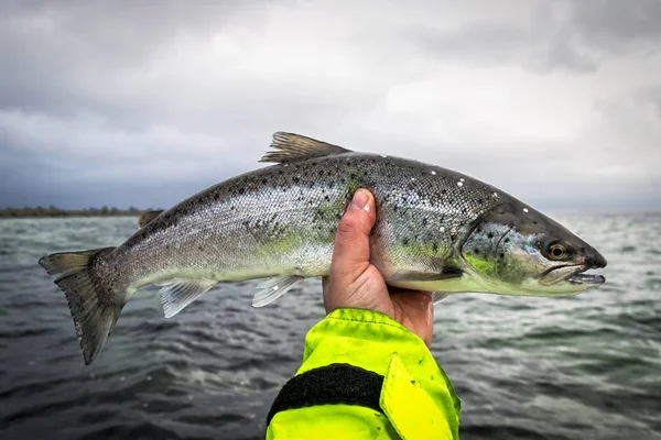 Trucha de mar de plata en la mano del pescador —  Fotos de Stock