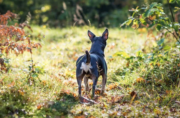 Rear Pincher Dog Forest Trial — Stock Photo, Image