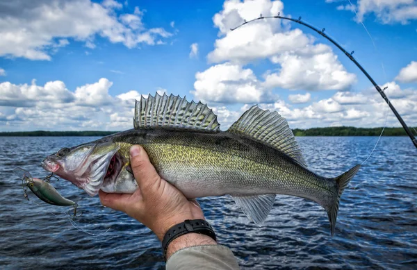 Walleye Balıkçılık Trolling — Stok fotoğraf