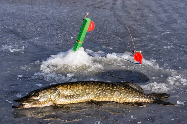 Stagione Invernale Pesca Del Luccio Svezia — Foto Stock