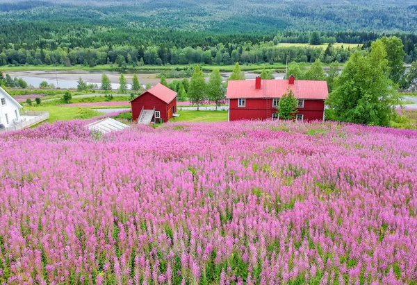 Hermosa Pradera Flores Leña Las Montañas Suecas —  Fotos de Stock