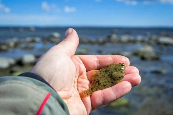 男持株小さなヒラメ魚 — ストック写真