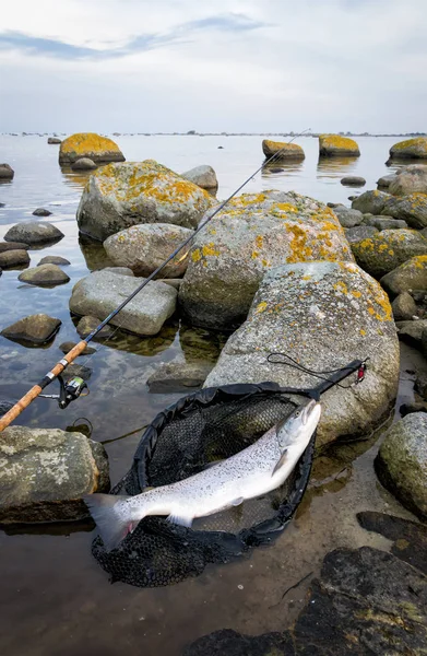 Pesca de costa de trucha marina —  Fotos de Stock