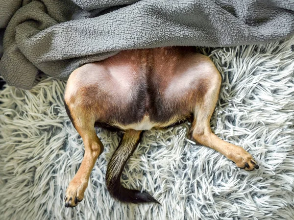 Söt Pincher Hund Sover Täcket — Stockfoto