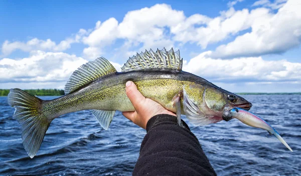 Tiro Cortado Pescador Segurando Peixes Com Isca Oscilante Lago — Fotografia de Stock