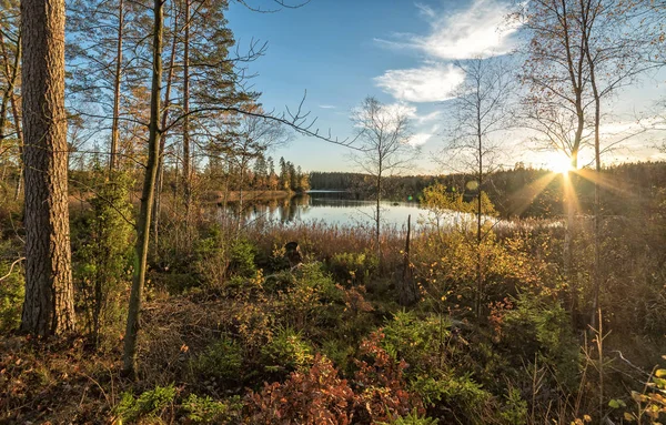 Sunset Swedish Forest Autumn Season — Stock Photo, Image