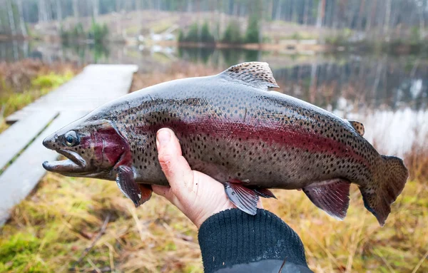 Angler Holding Male Trout — Stock Photo, Image