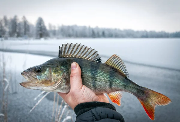 Trofeo Pesca Sobre Hielo Perca Europea —  Fotos de Stock