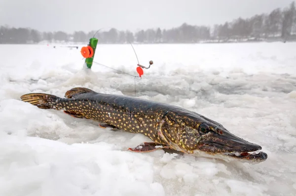 Pesca Pique Inverno Suécia — Fotografia de Stock