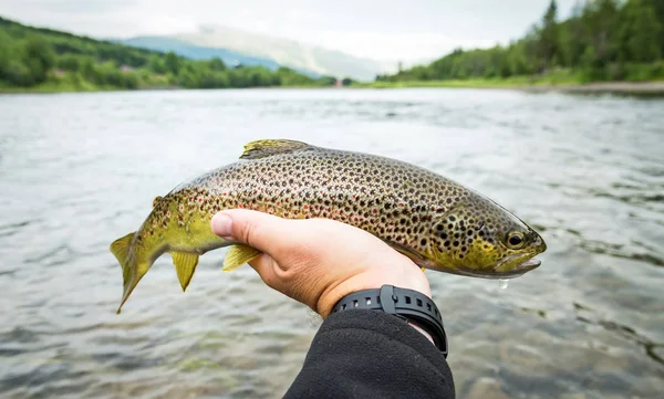 Broun Trout Horská Řeka Trophy — Stock fotografie