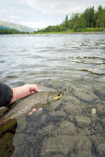 Propuštění Brown Trout — Stock fotografie