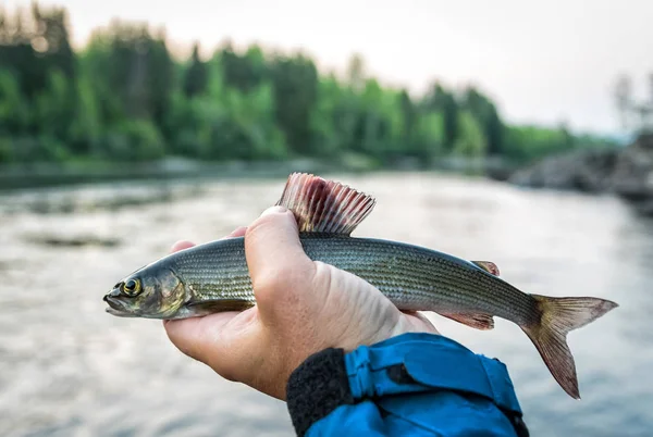 Grayling Trofeo Pesca Fluviale Montagna — Foto Stock