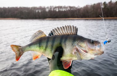 Softbaits kış levrek balık