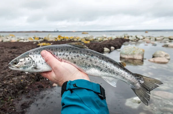 Морская Форель Балтийского Моря — стоковое фото